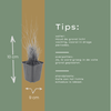 Diamant-Reitgras – Calamagrostis brachytricha – Ansicht 7