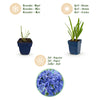 Schmucklilie – Agapanthus africanus – Ansicht 4