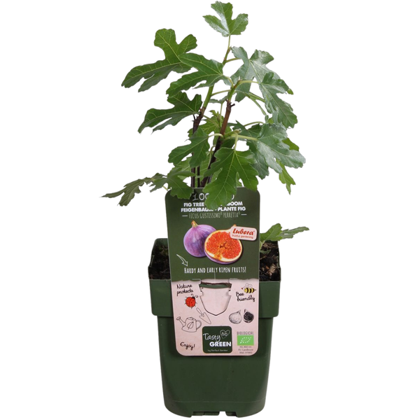Obstpflanzen-Set „Süße Ernte Trio" – 3 verschiedene BIO-Obstpflanzen – Ansicht 11