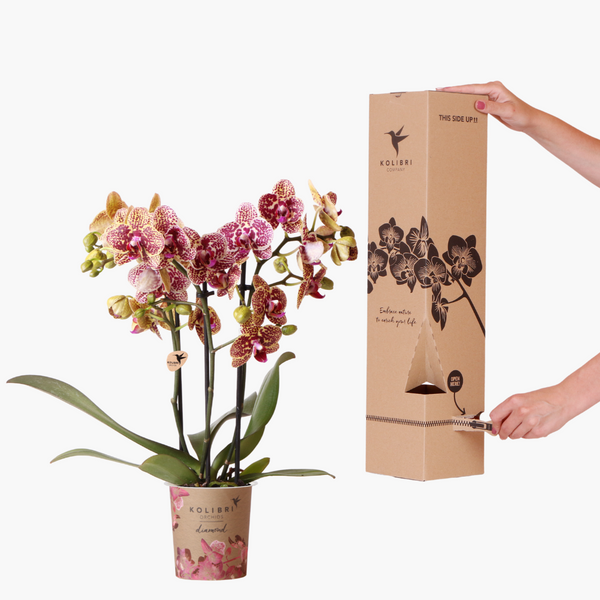 Schmetterlingsorchidee Überraschungsbox Diamond – Phalaenopsis