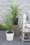 Chinaschilf ‚Strictus' – Miscanthus sinensis – Ansicht 3