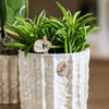 Peperomia ferreyrae ‚Happy Bean' – Ansicht 2