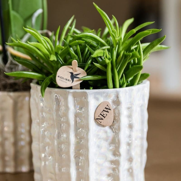 Peperomia ferreyrae ‚Happy Bean' – Ansicht 2