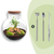 Flaschengarten-Set „Teddy Bonsai" – DIY-Terrarium mit Licht und Bonsai