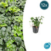 Dickmännchen ‚Green Sheen' – Pachysandra terminalis