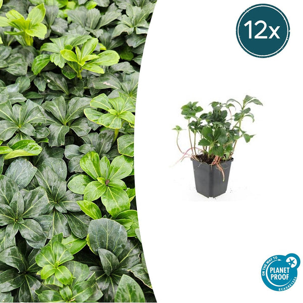 Dickmännchen ‚Green Sheen' – Pachysandra terminalis