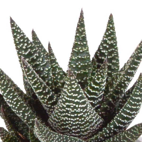 Sukkulenten-Set „Gasteria & Haworthia“ – 3 Sukkulenten – Ansicht 6