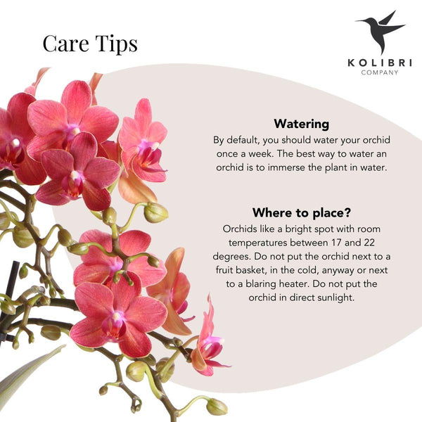 Schmetterlingsorchidee ‚Congo' – Phalaenopsis – Ansicht 10
