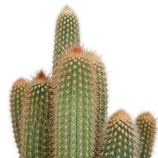 Vatricania guentheri – Ansicht 4