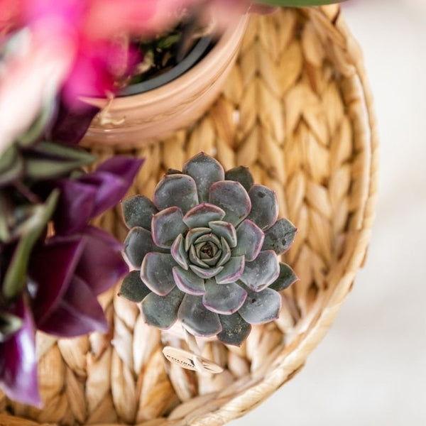 Echeveria ‚Summer' – Ansicht 10