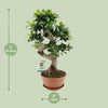 Ficus microcarpa ‚Ginseng' – Ansicht 2