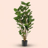 Kunstpflanze Polysciasbaum – Ansicht 5