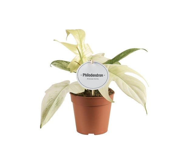 Philodendron pedatum ‚Florida Ghost'