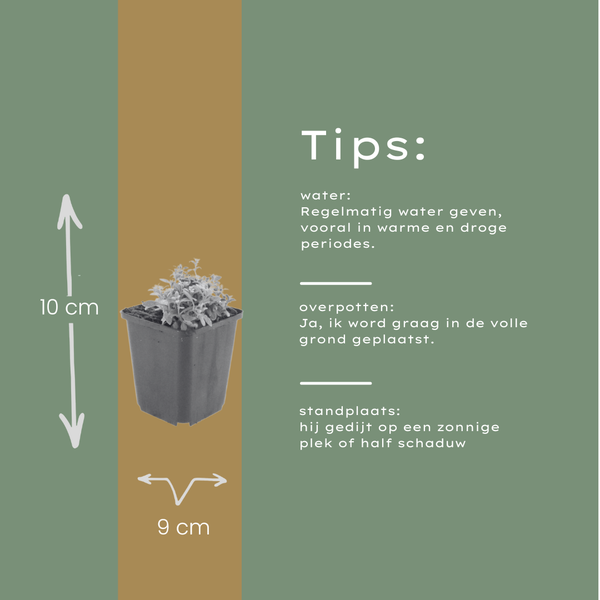Filziges Hornkraut – Cerastium tomentosum – Ansicht 6