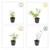 Johanniskraut ‚Annebel' – Hypericum × inodorum – Ansicht 5