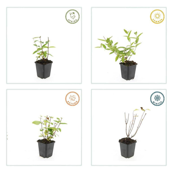 Johanniskraut ‚Annebel' – Hypericum × inodorum – Ansicht 5