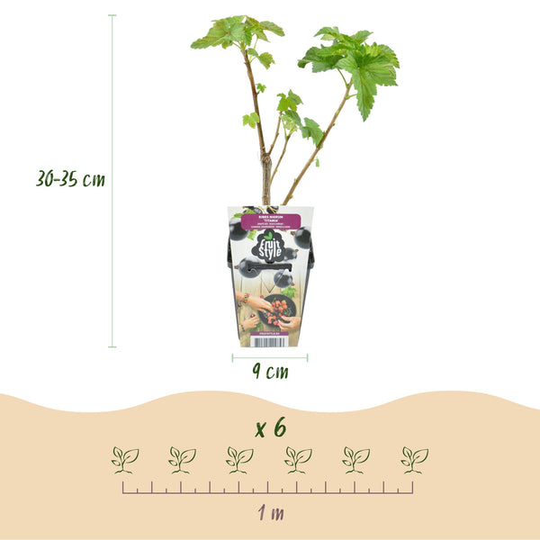 Schwarze Johannisbeere ‚Titania' – Ribes nigrum – Ansicht 3