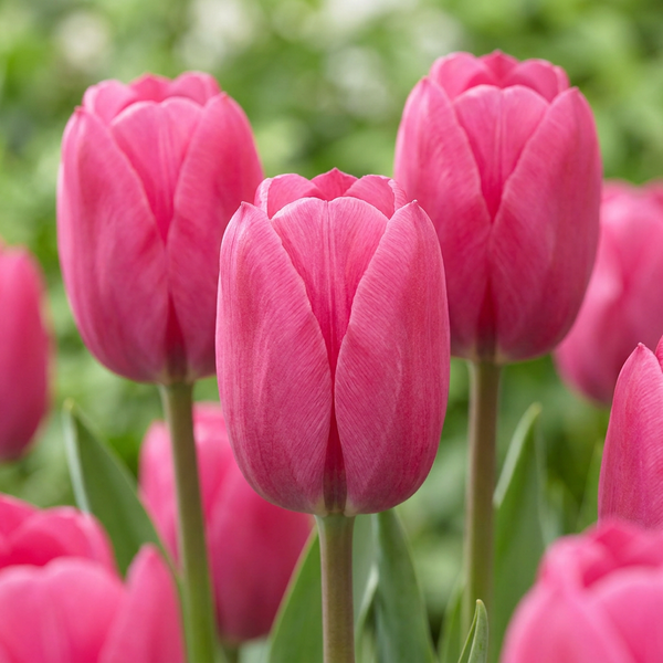 Triumph-Tulpe – Tulipa