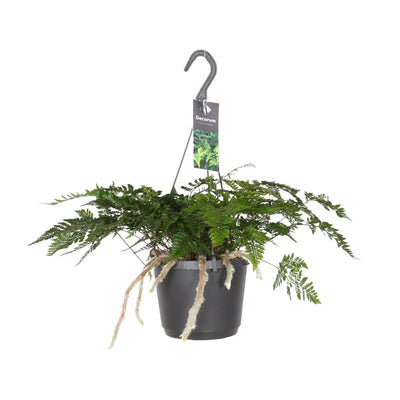 Hasenpfotenfarn – Davallia bullata