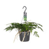Hasenpfotenfarn – Davallia bullata