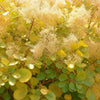 Perückenstrauch ‚Golden Spirit' – Cotinus coggygria – Ansicht 4