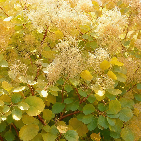 Perückenstrauch ‚Golden Spirit' – Cotinus coggygria – Ansicht 4
