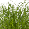 Zypergras – Cyperus alternifolius – Ansicht 5