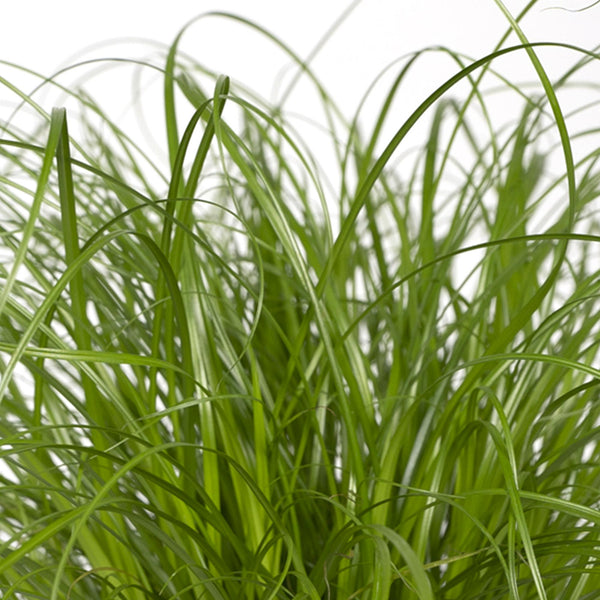 Zypergras – Cyperus alternifolius – Ansicht 5