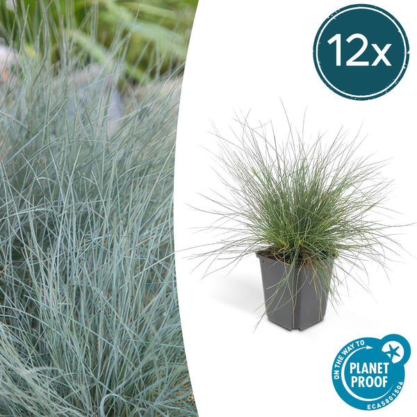 Blauschwingel ‚Elijah Blue' – Festuca glauca