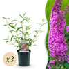 Schmetterlingsstrauch ‚Pink Delight' – Buddleja davidii