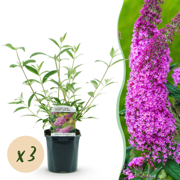 Schmetterlingsstrauch ‚Pink Delight' – Buddleja davidii