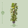 Efeutute – Epipremnum pinnatum – Ansicht 2