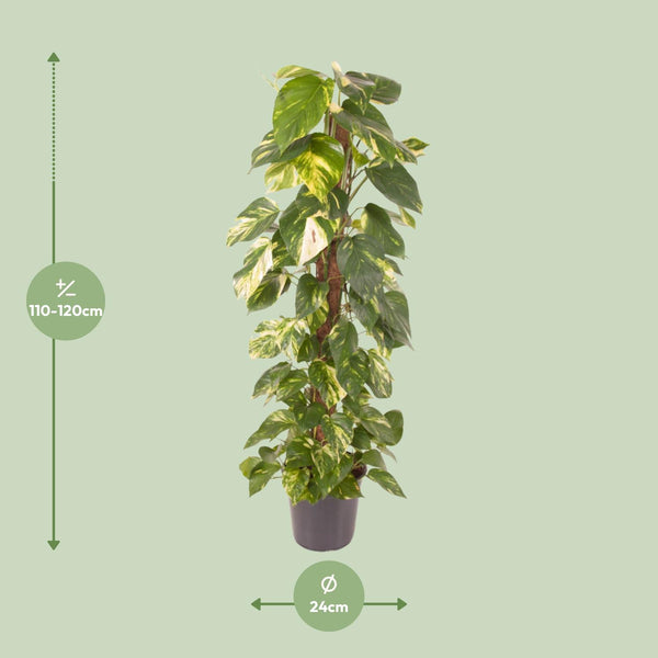 Efeutute – Epipremnum pinnatum – Ansicht 2