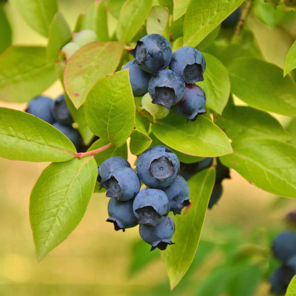 Heidelbeere ‚Patriot' – Vaccinium corymbosum – Ansicht 5