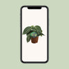 Zwergpfeffer – Peperomia sarcophylla – Ansicht 4