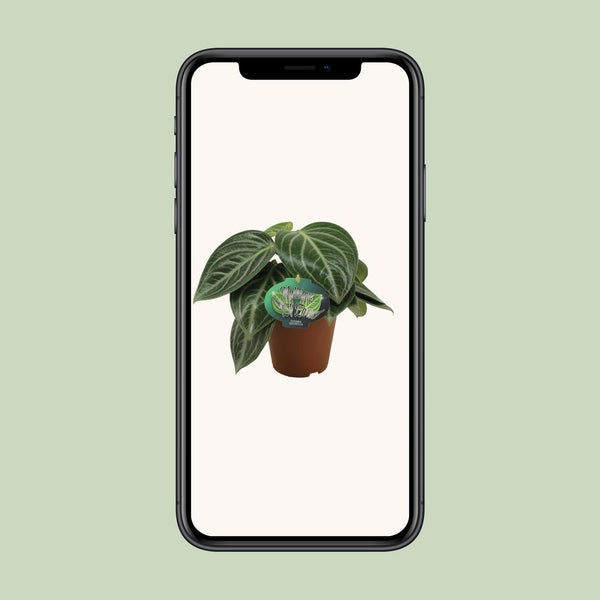 Zwergpfeffer – Peperomia sarcophylla – Ansicht 4