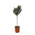 Oleander – Nerium oleander – Ø 30 cm · 170 cm, Stämmchen, Weiß