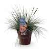 Blauschwingel ‚Intense Blue' – Festuca glauca – Ansicht 2