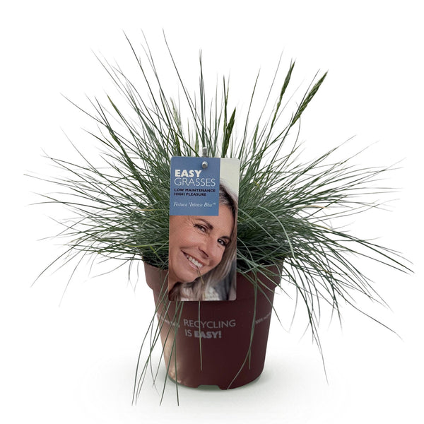 Blauschwingel ‚Intense Blue' – Festuca glauca – Ansicht 2
