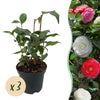 Kamelie ‚Tricolor' – Camellia japonica