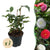 Kamelie ‚Tricolor' – Camellia japonica