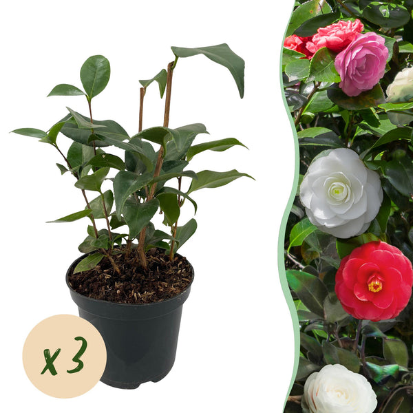 Kamelie ‚Tricolor' – Camellia japonica