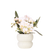 Schmetterlingsorchidee ‚Nazaré' – Phalaenopsis