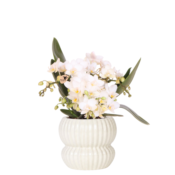Schmetterlingsorchidee ‚Nazaré' – Phalaenopsis