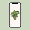 Purpurtute ‚Arrow' – Syngonium podophyllum – Ansicht 4