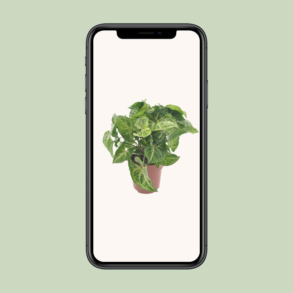 Purpurtute ‚Arrow' – Syngonium podophyllum – Ansicht 4