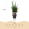 Becher-Eibe ‚Hillii' – Taxus × media – Ansicht 3