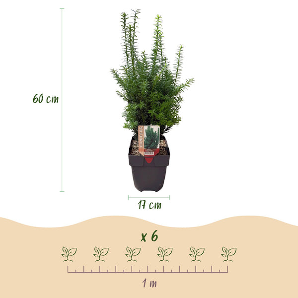 Becher-Eibe ‚Hillii' – Taxus × media – Ansicht 3