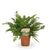 Schildfarn – Polystichum tsussimense