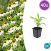 Weißer Sonnenhut ‚White Swan' – Echinacea purpurea